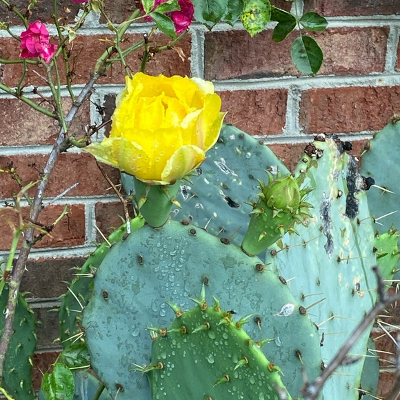 SHIPPING DAY-🌷1-2 days - Picture 14 of 16